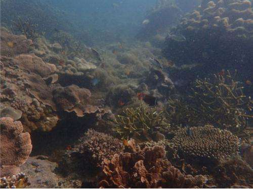 New Marine Protected Area proposed for Myanmar