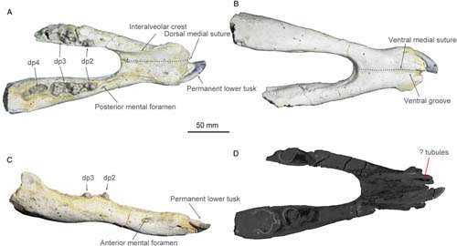 New Material from the Miocene of Ningxia (Western China) Reveals Life History of Platybelodon