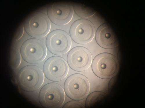 New study shows heart abnormalities in fish embryos exposed to Deepwater Horizon oil