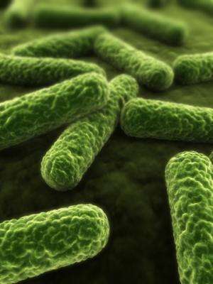 New understanding of how bacteria build their protective cell wall