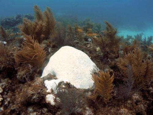 Ocean warming affecting Florida reefs