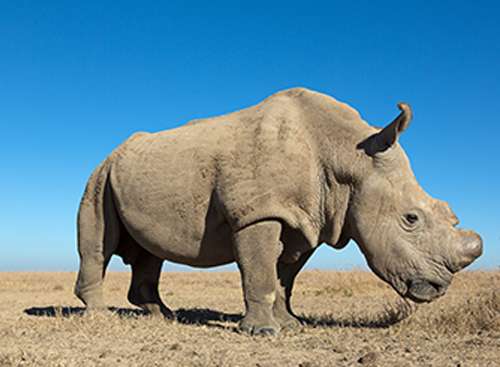 Ol Pejeta Conservancy extends breeding plan for the northern white rhinoceros