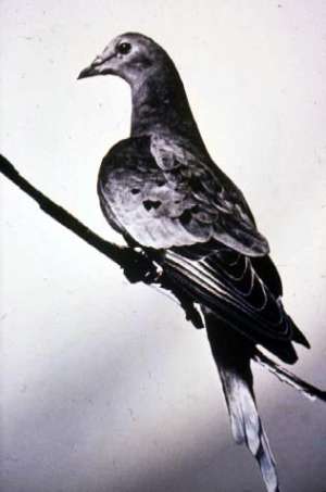 Passenger pigeon loss is red flag