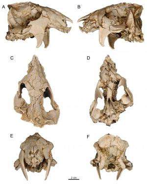 Phenomenal fossil and detailed analysis reveal details about enigmatic fossil mammals