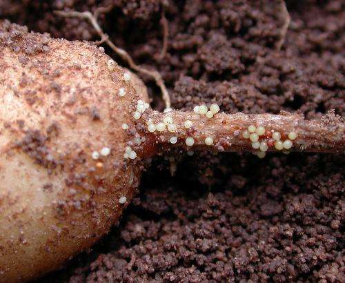 Potato ravaging pest controlled with fungi