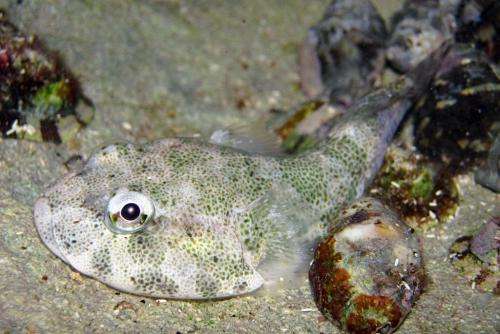 Researcher publishes clingfish discoveries