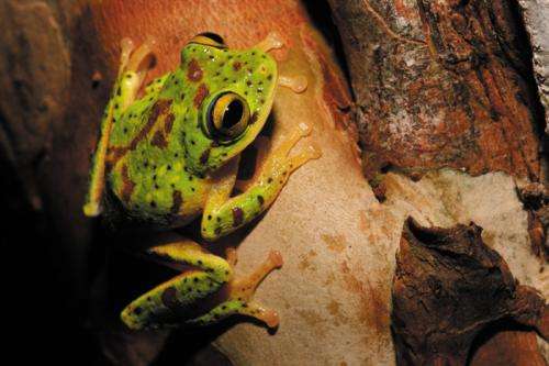 Researcher reveals how amphibians crossed continents