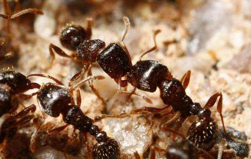 Researchers believe ants can lead to human-disease insights
