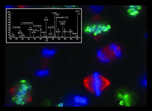 Researchers capture 'most complete' picture of gene expression in cancer cell cycle