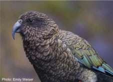 Researchers help shed new light on popular New Zealand parrot
