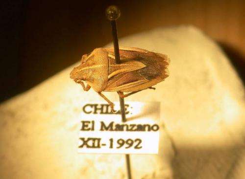 Researchers name new insect for 'Harry Potter' creature