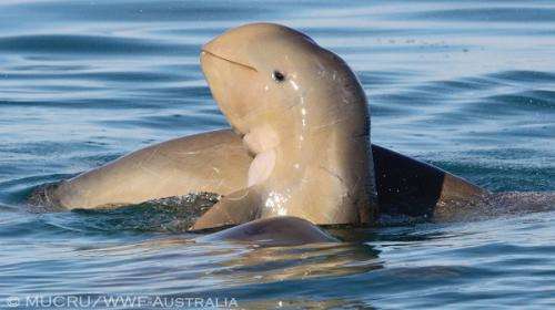 Roebuck Bay, a special place for snubfin dolphins