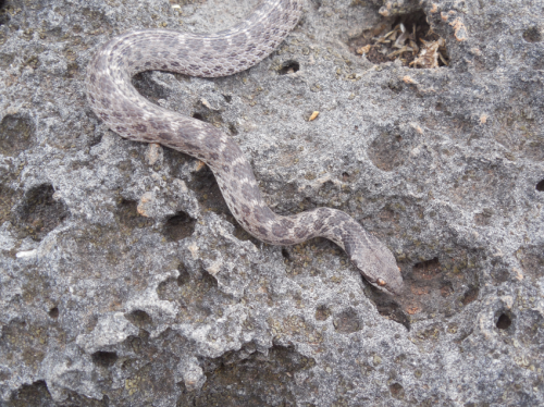 Scientists discover lost species of nightsnake in Mexico
