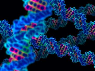 Scientists identify ‘long distance scanner’ for DNA damage