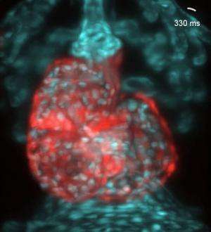 Scientists image a beating heart in 3D
