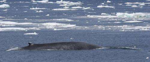 Scientists use DNA to identify species killed during early whaling days