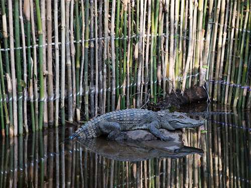 Second group of endangered Siamese crocodiles released in southern Cambodia