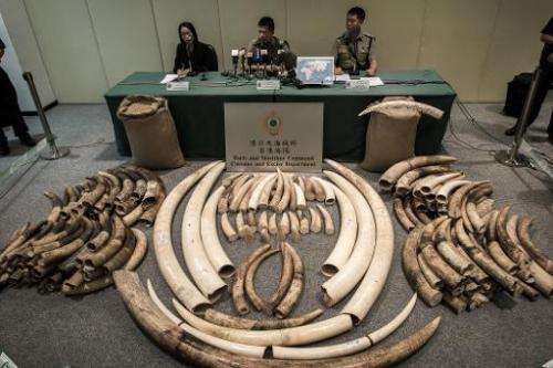 Seized ivory tusks are displayed by Hong Kong Customs officials on October 3, 2013