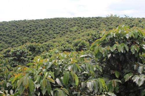 Shade grown coffee shrinking as a proportion of global coffee production