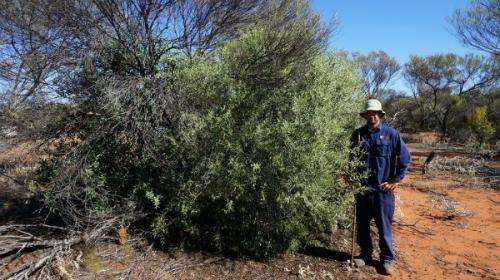 Sowing sandalwood seeds bolsters ailing populations