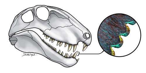 'Steak-knife' teeth reveal ecology of oldest land predators