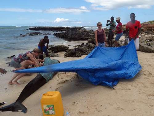 Stranded pilot whale rescued in Cape Verde