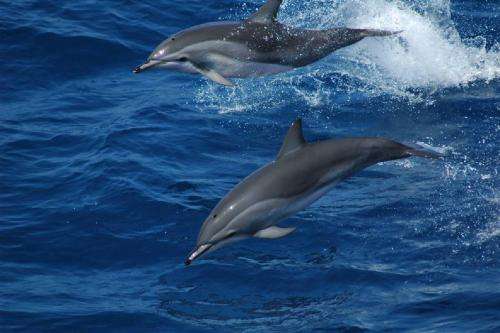 Study discovers natural hybridization produced dolphin species