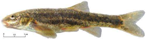 Study finds Oregon’s most common fish at least three distinct species