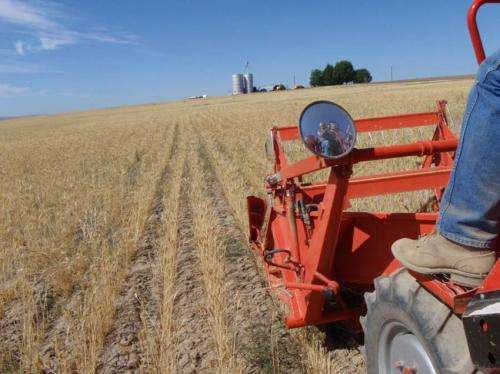 Study finds way to conserve soil and water in world's driest wheat region
