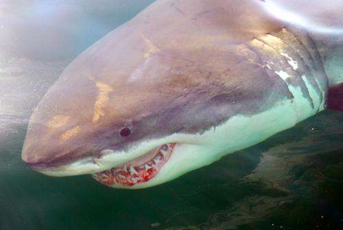 Study of white sharks in the Northwest Atlantic offers optimistic outlook for recovery