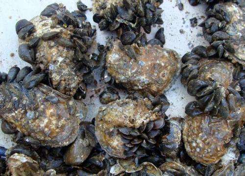Study puts some mussels into Bay restoration