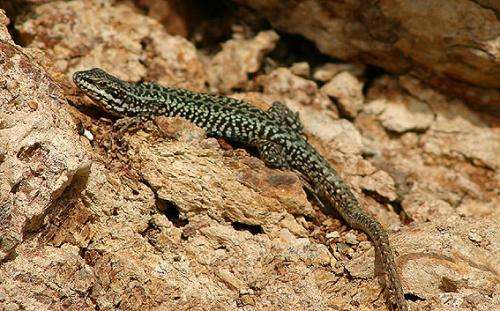 Study shows impact of feral cats on lizards in Greek Islands