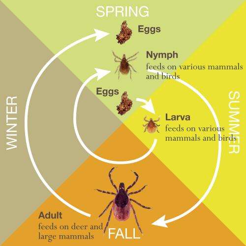 Ten things you always wanted to know about ticks