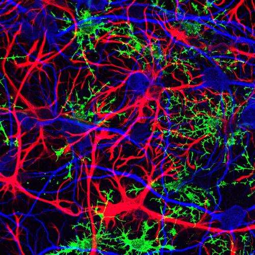 The beautiful brain cells you don't know about
