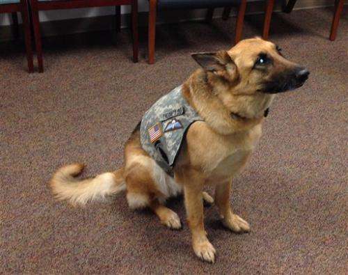 Therapy dog helps US troops deal with stress