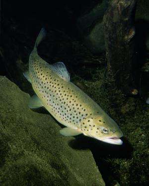 The secret life of the sea trout