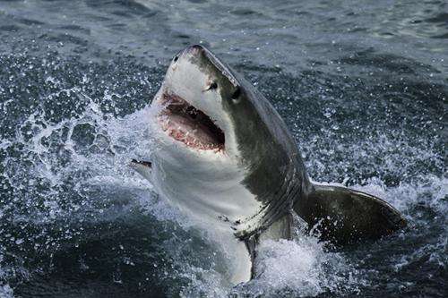 Turning the tide for great white sharks