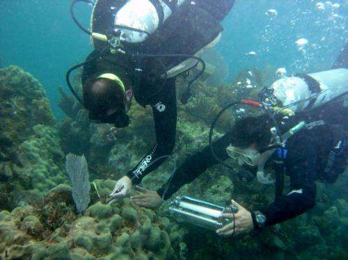 UGA ecologists provide close-up of coral bleaching event