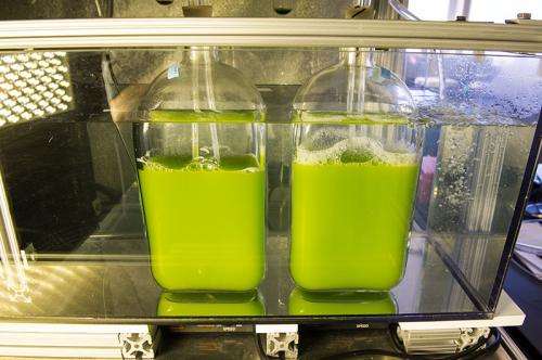 Unique bioreactor finds ideal locations for algae production