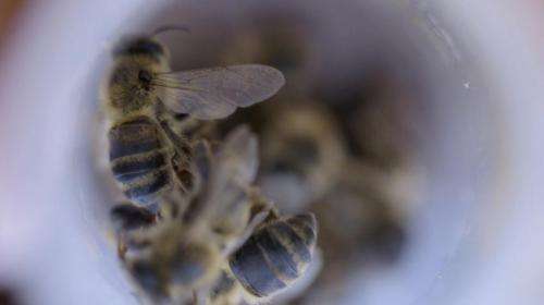Using microscopic bugs to save the bees