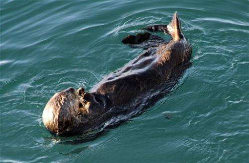 US: Sea otters are recovered following 1989 spill
