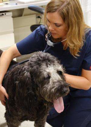 Veterinary researchers use nanoparticles to target cancer treatment in dogs, cats