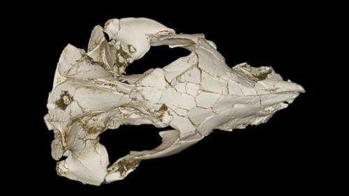 Weird skull from Madagascar reveals ancient mammal