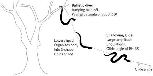 What makes flying snakes such gifted gliders?