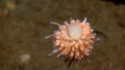 Why the bizarre ocean dandelion is like an ant colony on steroids