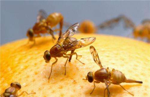 Without pesticides, fruit fly controlled in orange crops