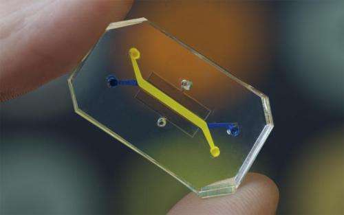 Wyss Institute's technology translation engine launches 'Organs-on-Chips' company