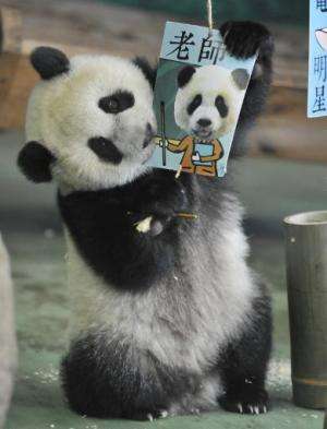 Yuan Zai , the first Taiwan-born baby panda, bites a career card reading &quot;teacher&quot; - the cards are given during &quot;