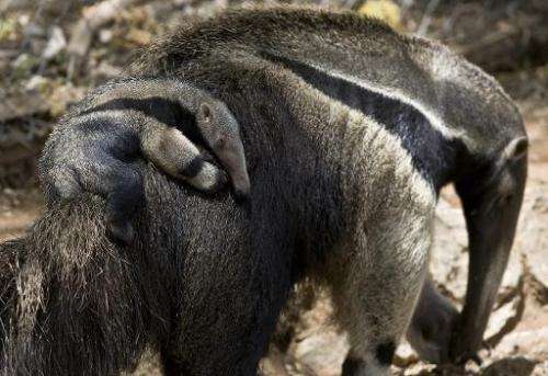 A picture taken May 18, 2009 shows giant anteaters at the Israeli zoo of Ramat Gan, near Tel Aviv