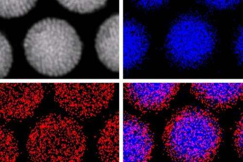 Nanoparticles get a magnetic handle